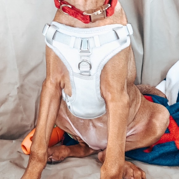 Grey Harness - Picture 2 of 3